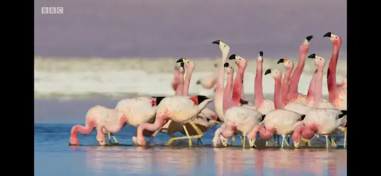 Andean flamingo (Phoenicoparrus andinus) as shown in Planet Earth II - Mountains